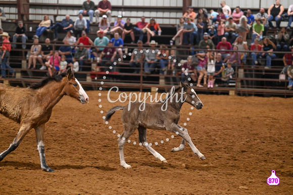 RUSS CAMPBELL 2023 RODEO 3371
