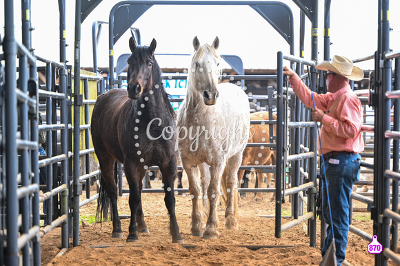 BRIGHTON FIELD DAY AND RODEO PERF #3 2024 36842